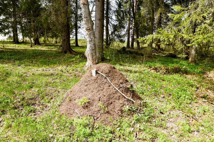 A rovarvilág három mesterépítésze