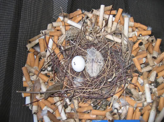 Ezért gyűjtenek cigarettacsikkeket a madarak