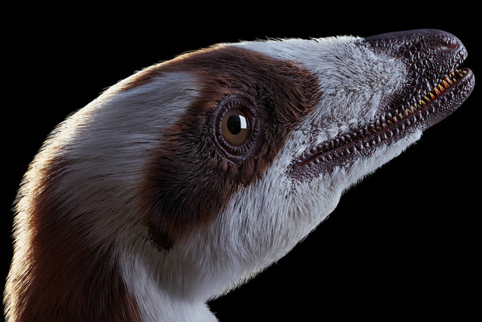 Így festhetett valójában a Sinosauropteryx
