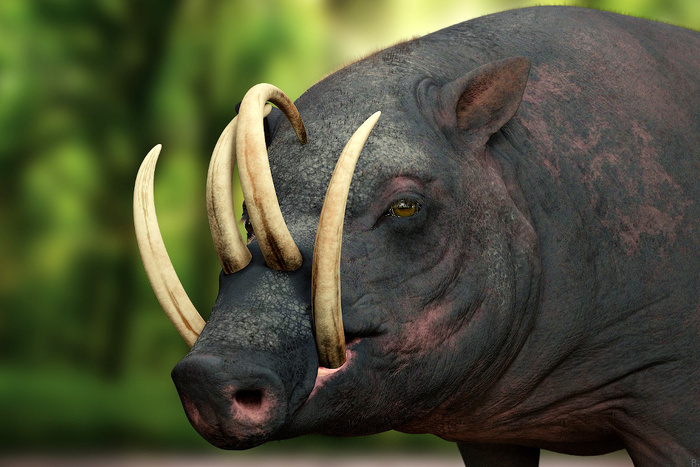 A babirusza agyáig is benőhet a saját agyara