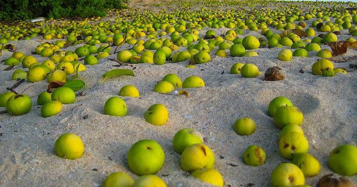 A halál almája: a veszélyes mancinellafa