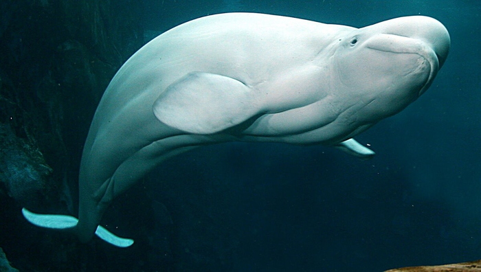 Ezért tűnik emberinek a beluga teste