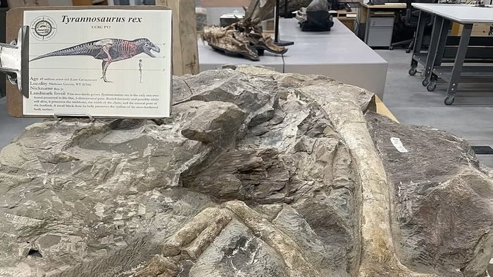 Залуу тираннозаврын ховор олдвор T. rex-ийн төрхийг дахин ойлгоход хүргэж магадгүй